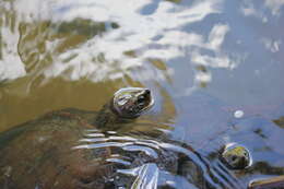 Image of Australian Saw Shelled Turtles