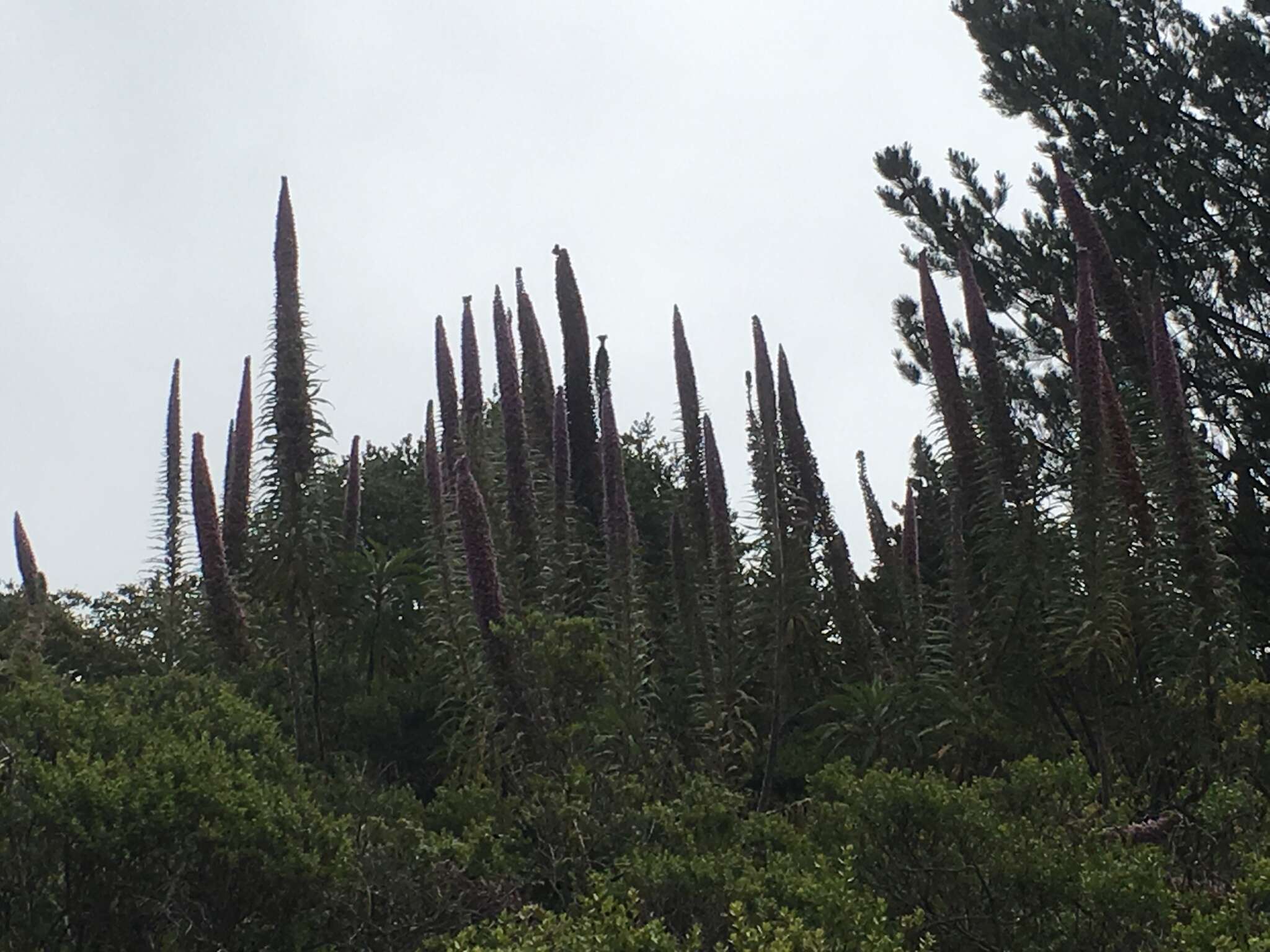 Plancia ëd Echium pininana Webb & Berth.