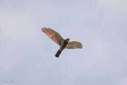 Image of Grey-faced Buzzard