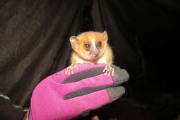 Image of Brown Mouse Lemur