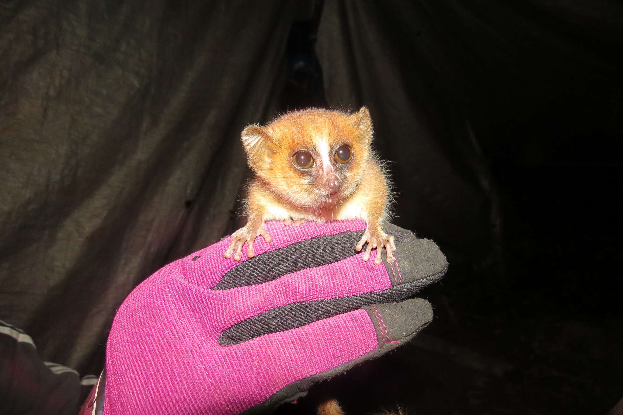 Image of Brown Mouse Lemur