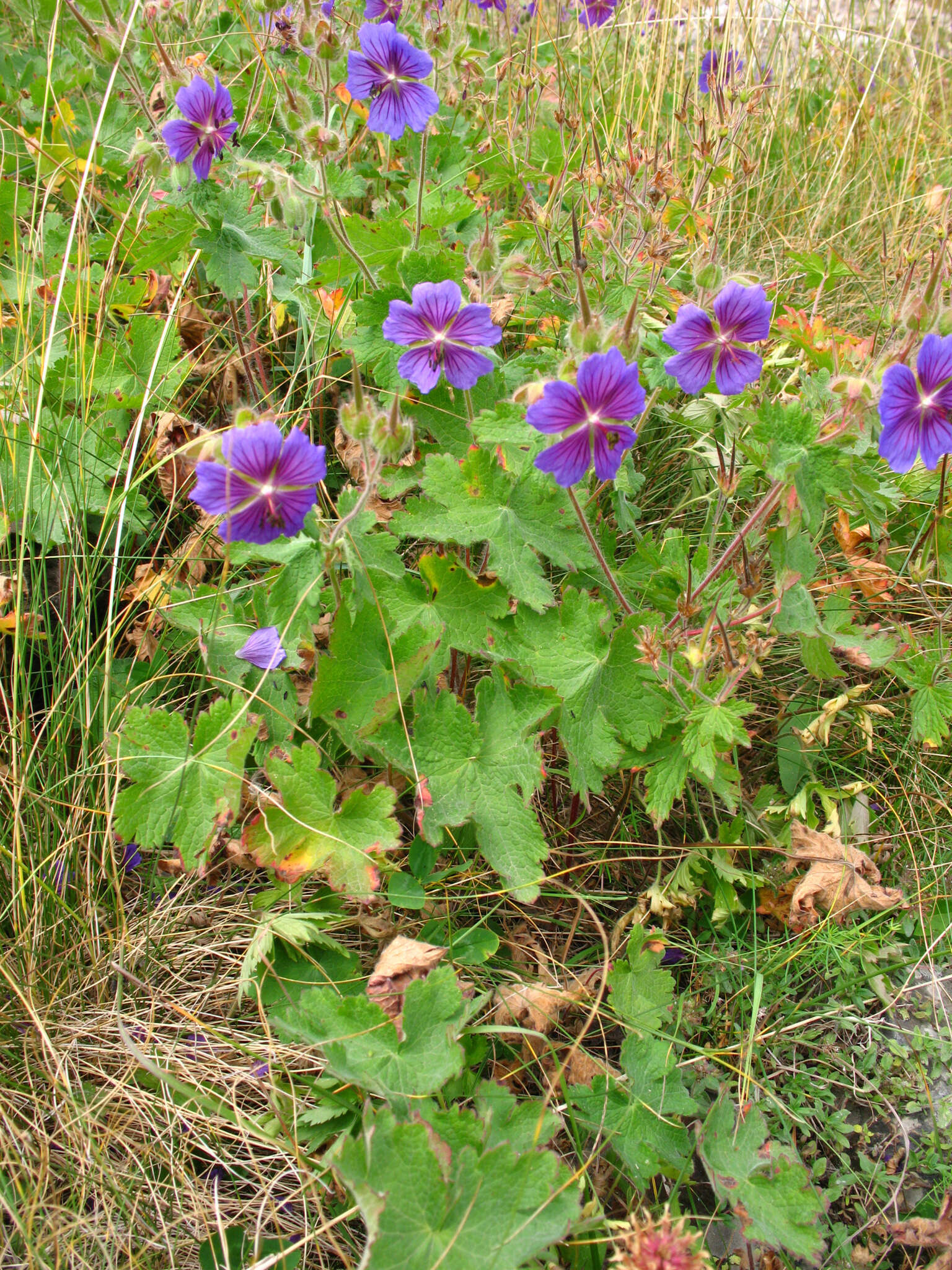 Image of Glandular Crane's-bill