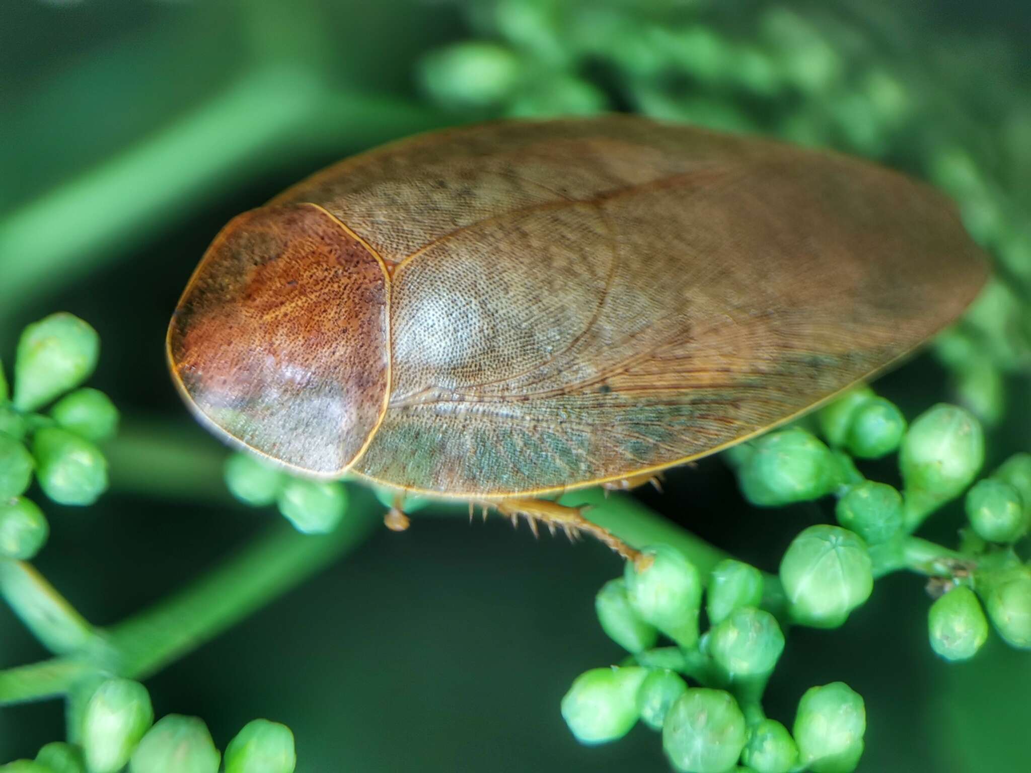 Pseudophoraspis nebulosa (Burmeister 1838) resmi