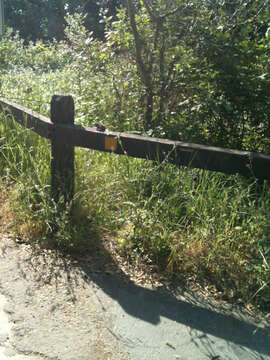 Image of Sonoma Chipmunk