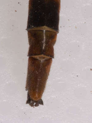 Image of Lestinogomphus silkeae Kipping 2010