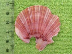 Image of Bermuda sand scallop