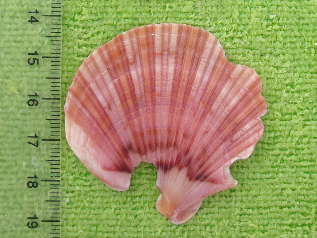 Image of Bermuda sand scallop