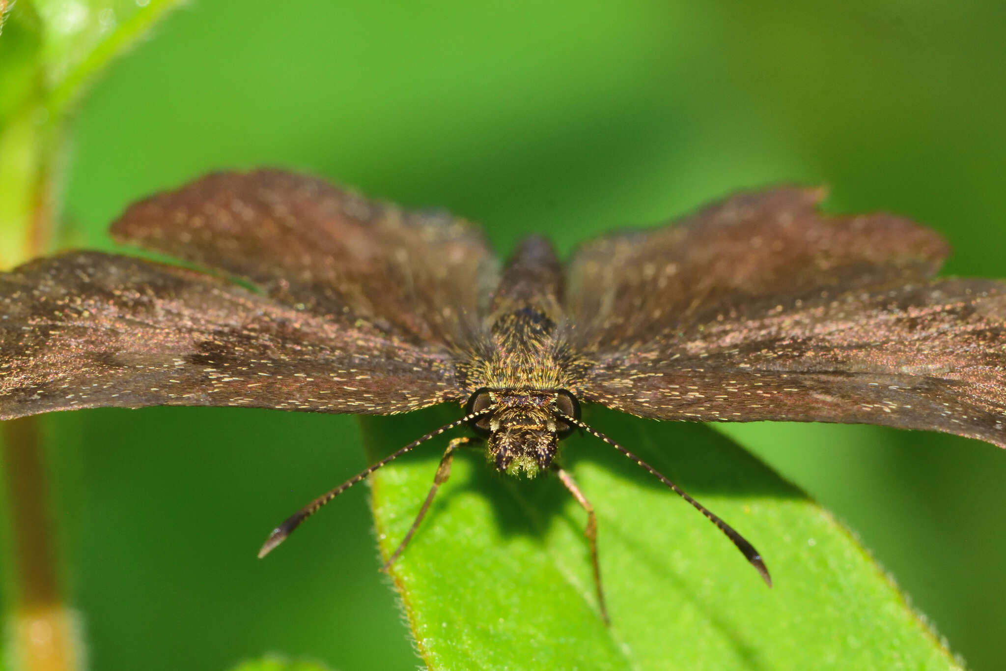 Image of Staphylus vincula Plötz 1886