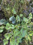 Image de Heuchera micrantha var. diversifolia (Rydb.) Rosend., Butters & Lakela