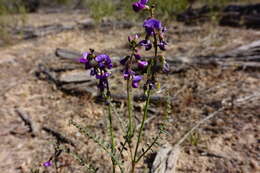 Plancia ëd Swainsona microphylla A. Gray