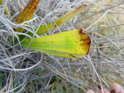 Image of Michoacán lady orchid