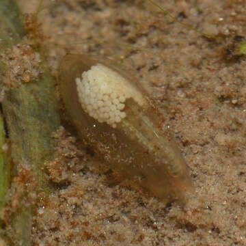 Imagem de Eulimnadia diversa Mattox 1937