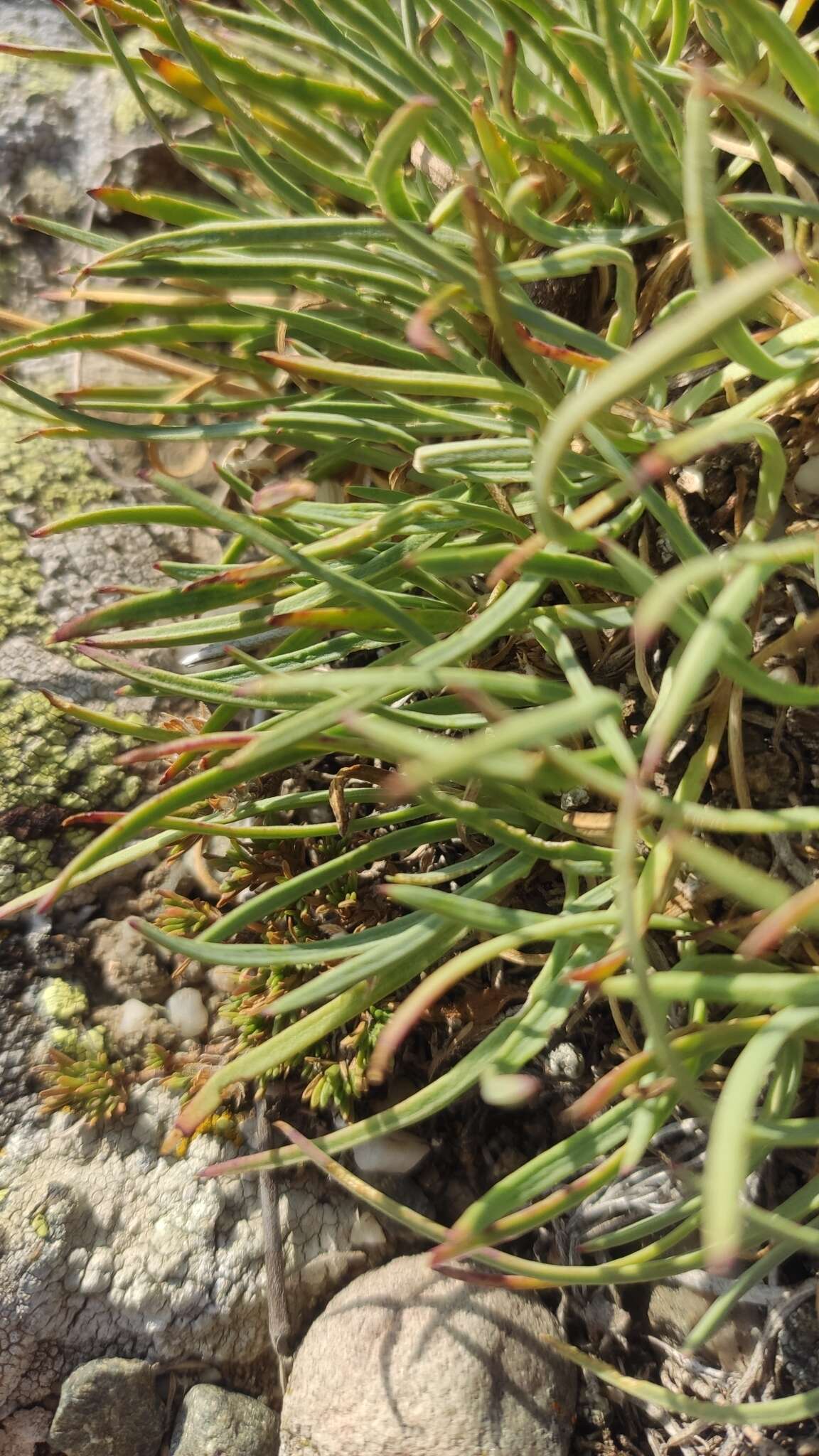 Image of Gypsophila pallasii S. S. Ikonnikov