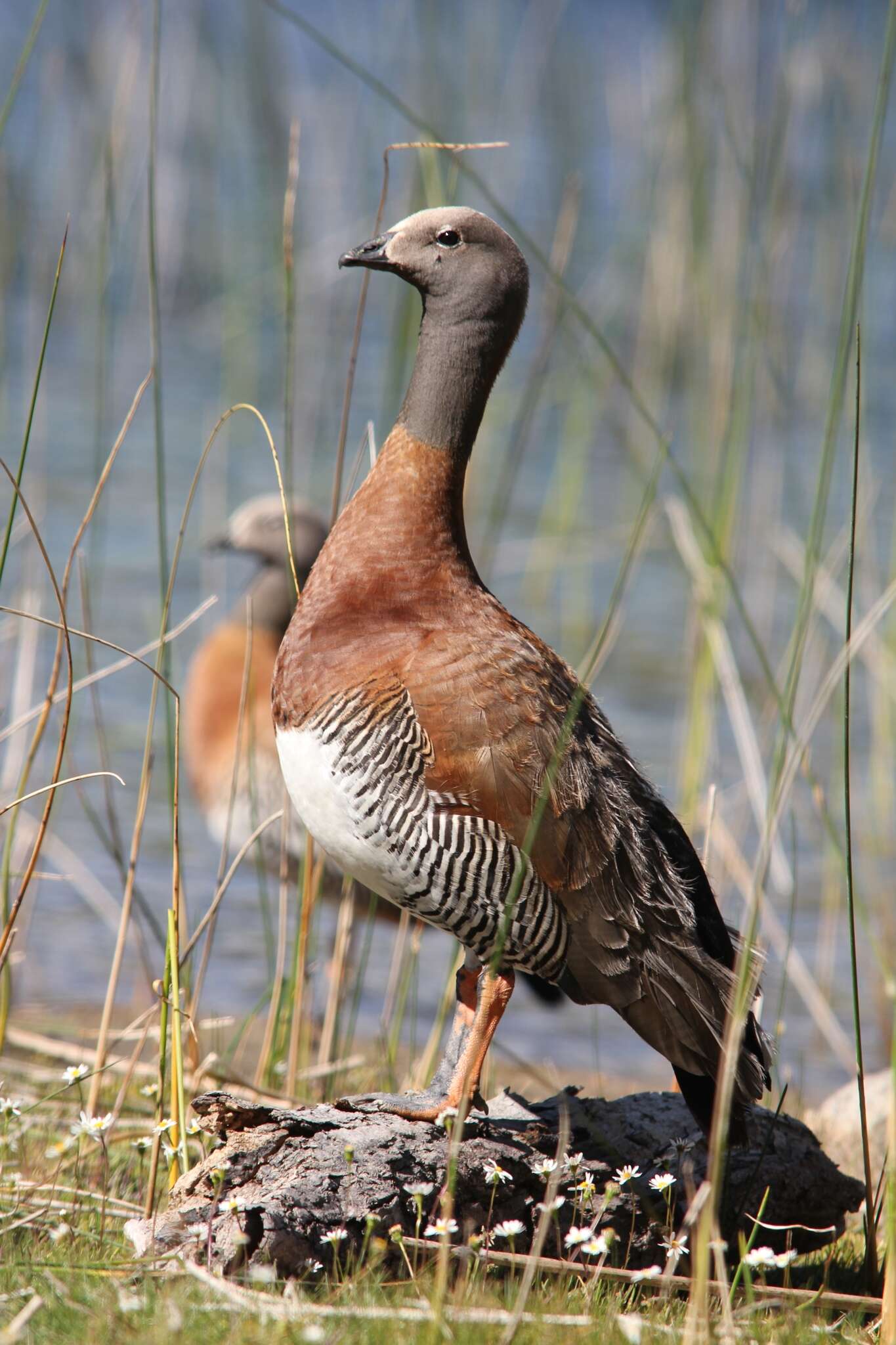 Image of Ashy-headed Goose