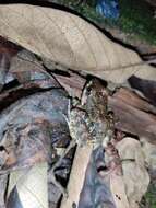 Image of Central American Rain Frog