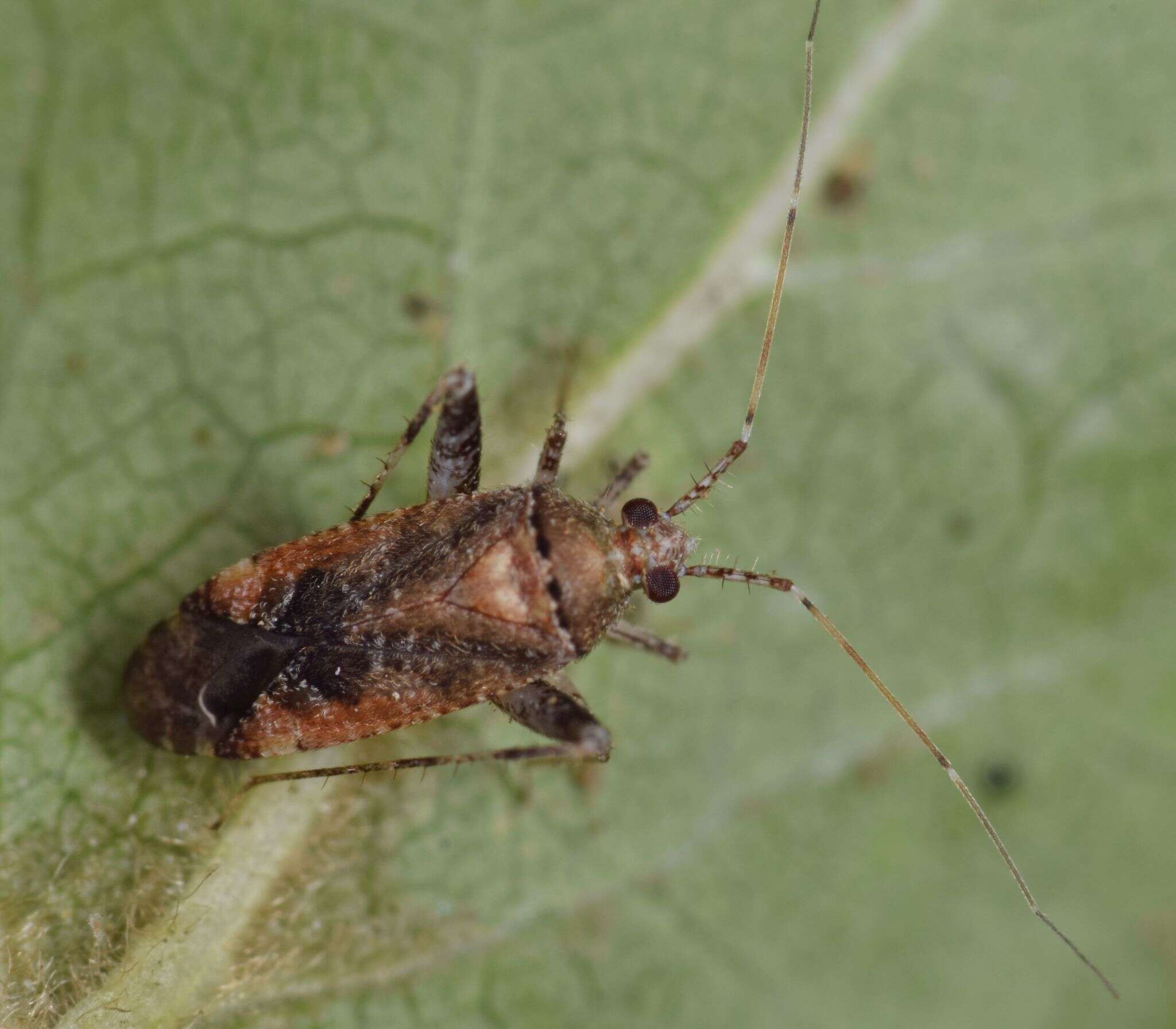 Image of Phytocoris scitulus Reuter 1908