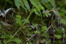 Imagem de Epilobium nummularifolium R. Cunn. ex A. Cunn.