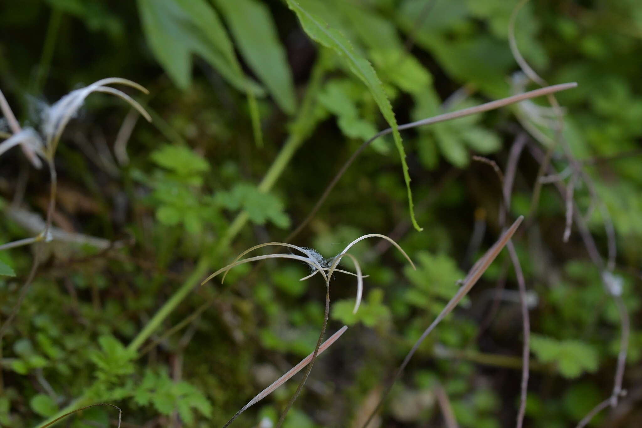 Imagem de Epilobium nummularifolium R. Cunn. ex A. Cunn.