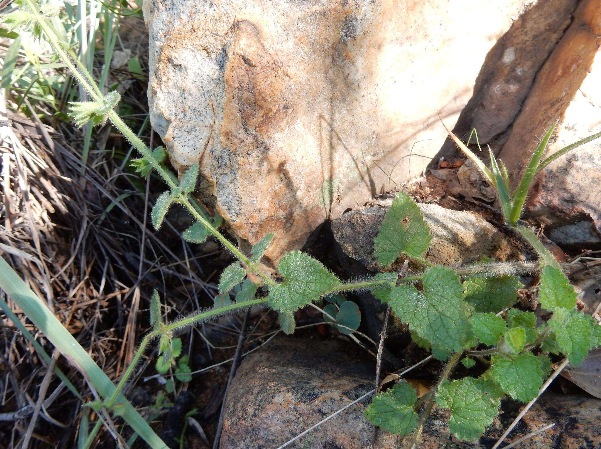 Imagem de Stachys natalensis var. natalensis