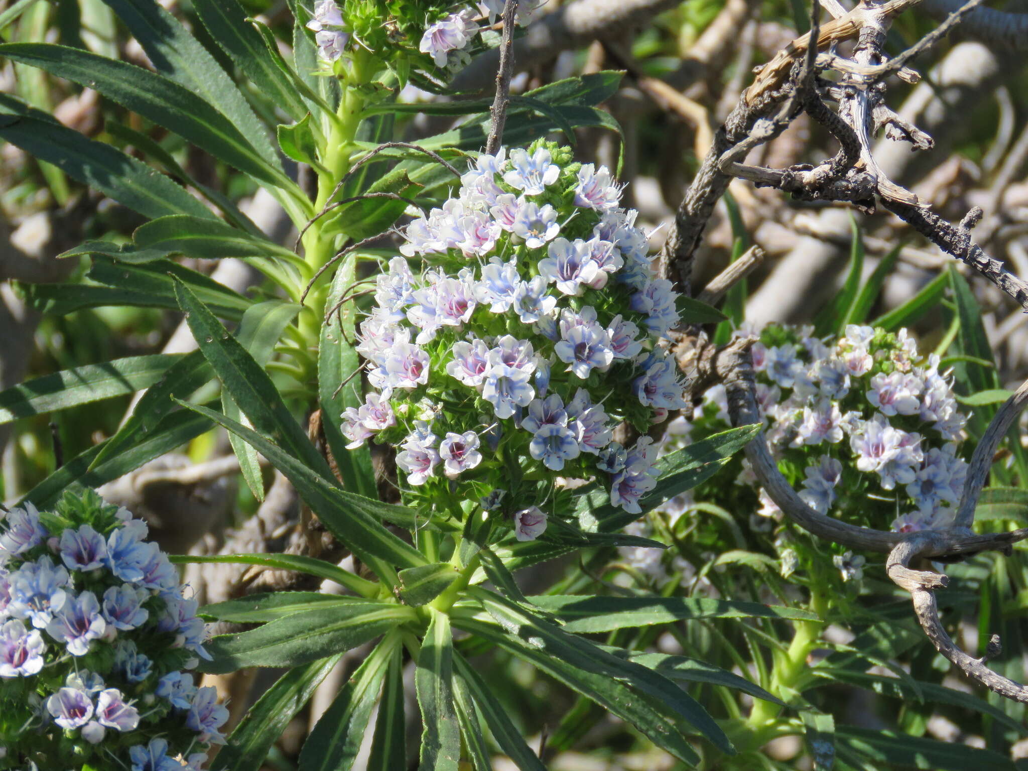 Image of Echium decaisnei subsp. decaisnei