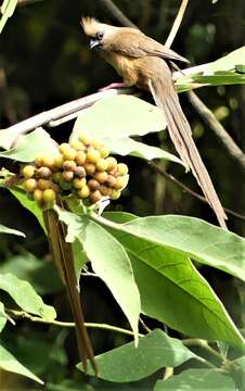 Colius striatus rhodesiae Grant, Chb & Mackworth-Praed 1938 resmi