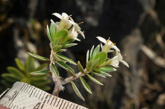 Image of Pimelea pseudolyallii Allan