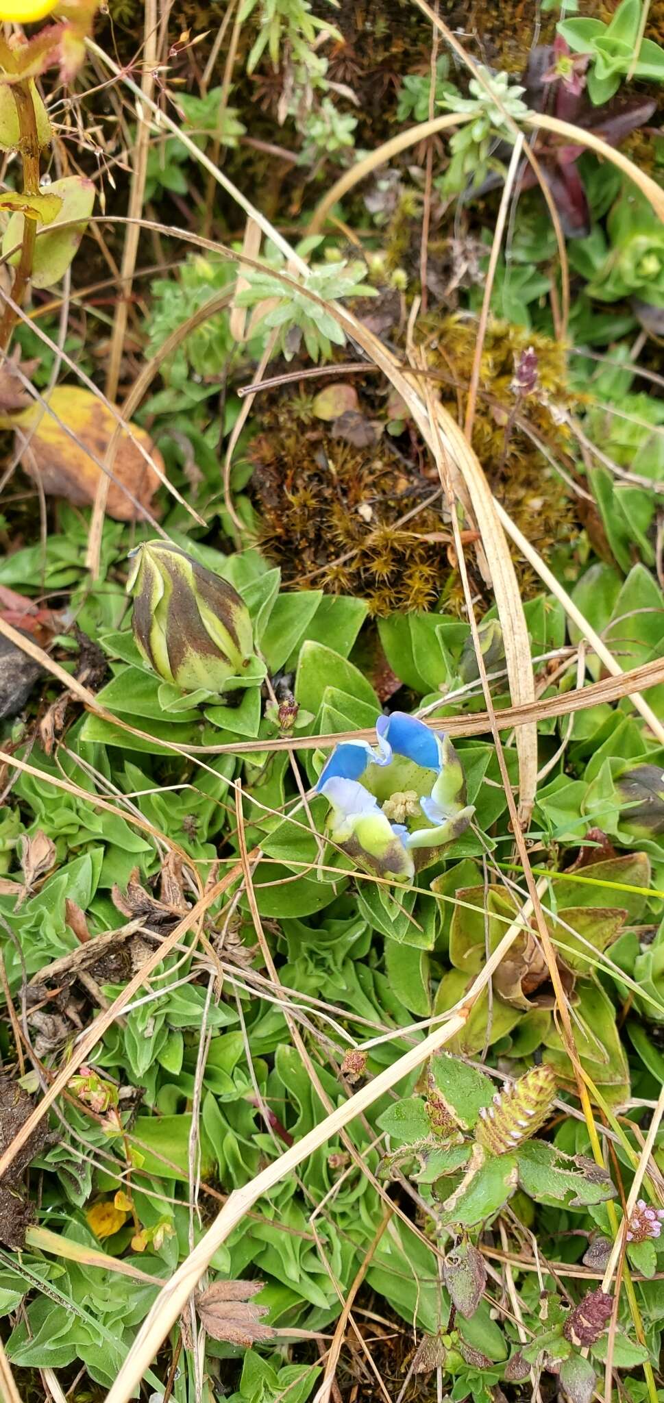 Image of Gentiana depressa D. Don