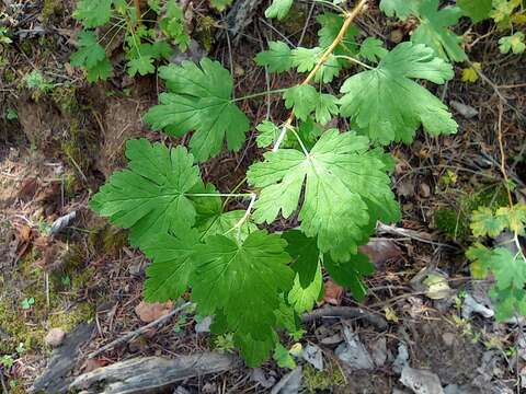 Слика од Ribes madrense Coville & Rose