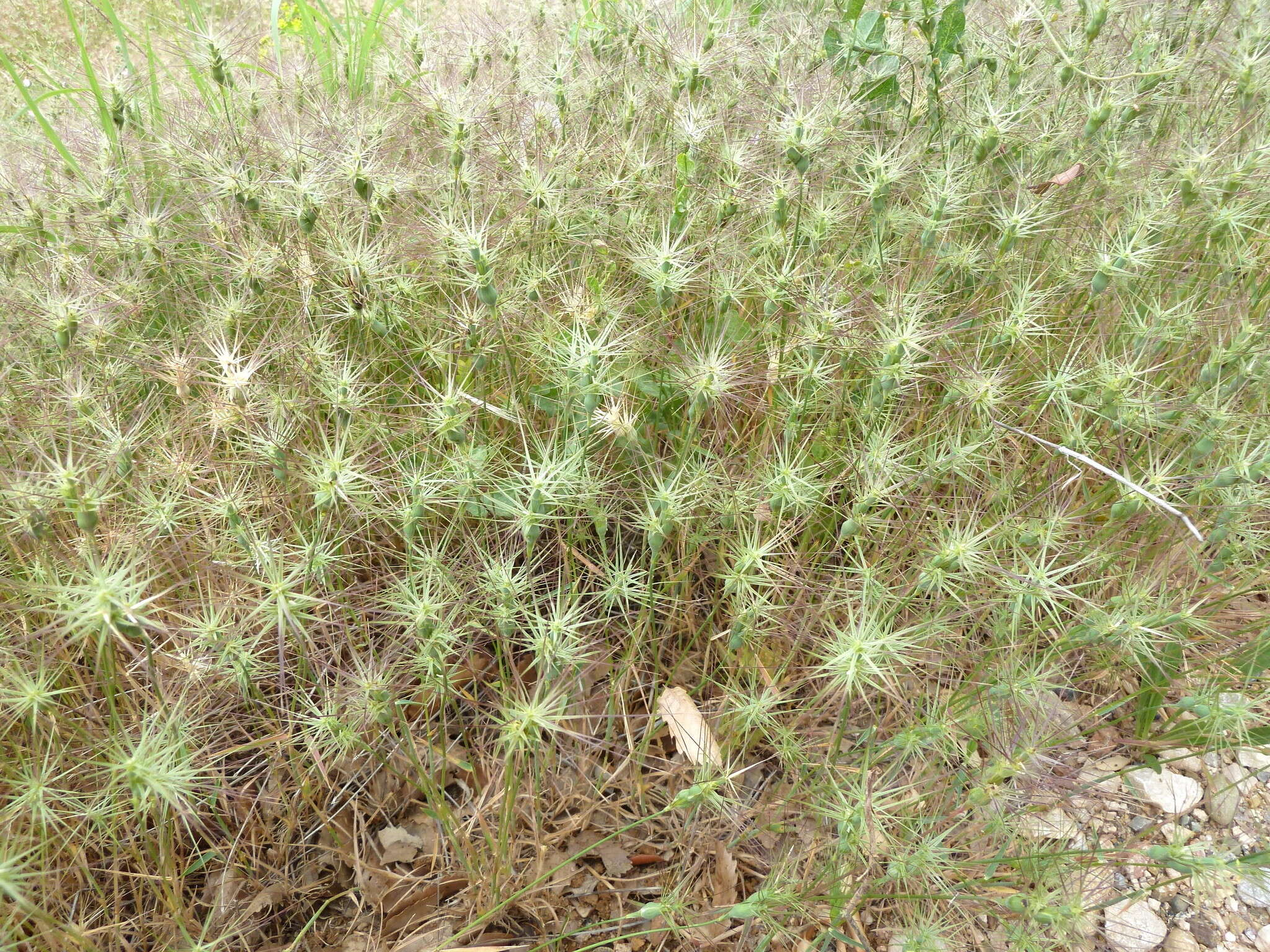 Image of ovate goatgrass