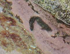 Image of Blenny