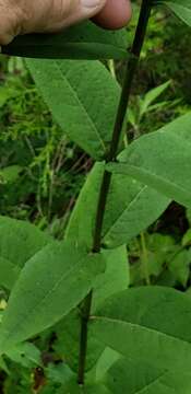 Image of whorled rosinweed