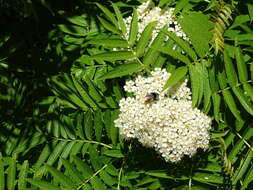 Image of Sorbus randaiensis (Hayata) Koidz.