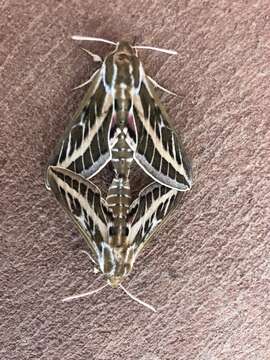 Image of Australian Striped Hawk Moth