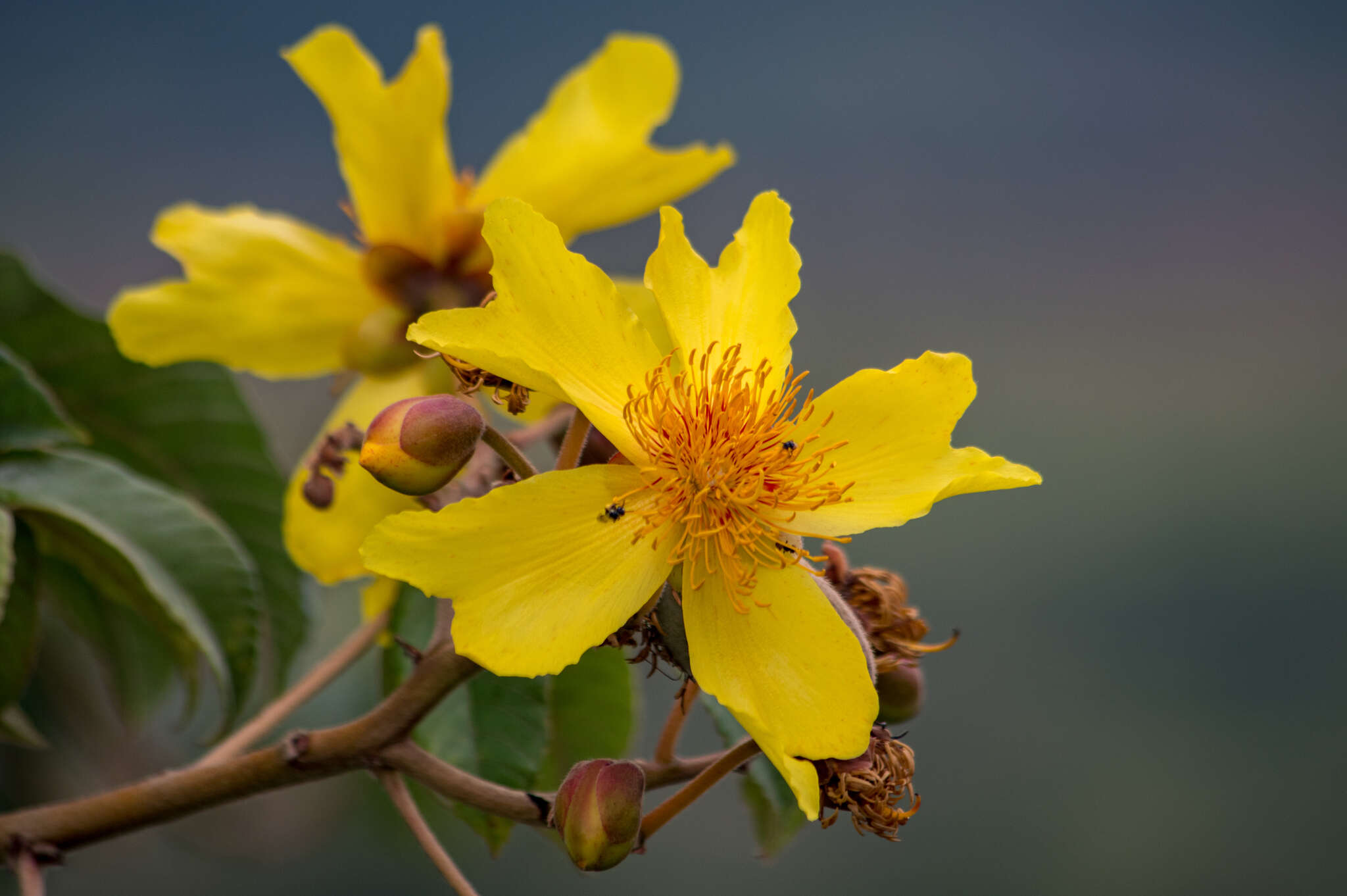 Imagem de Cochlospermum angolense Welw. ex Oliv.