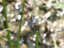 Erythrodiplax connata (Burmeister 1839) resmi