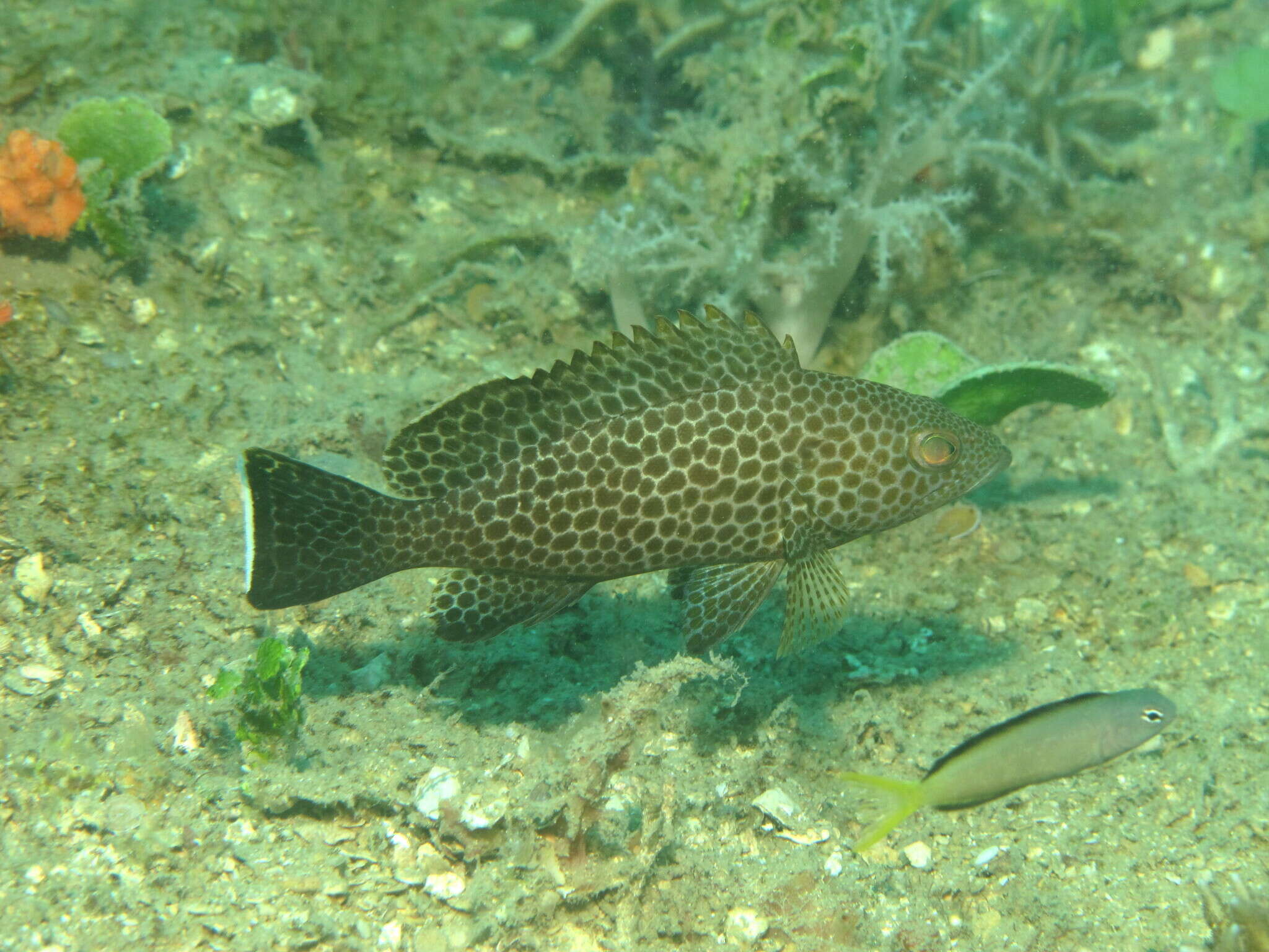 Epinephelus areolatus (Forsskål 1775) resmi