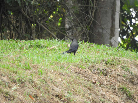 Image of Giant Cowbird