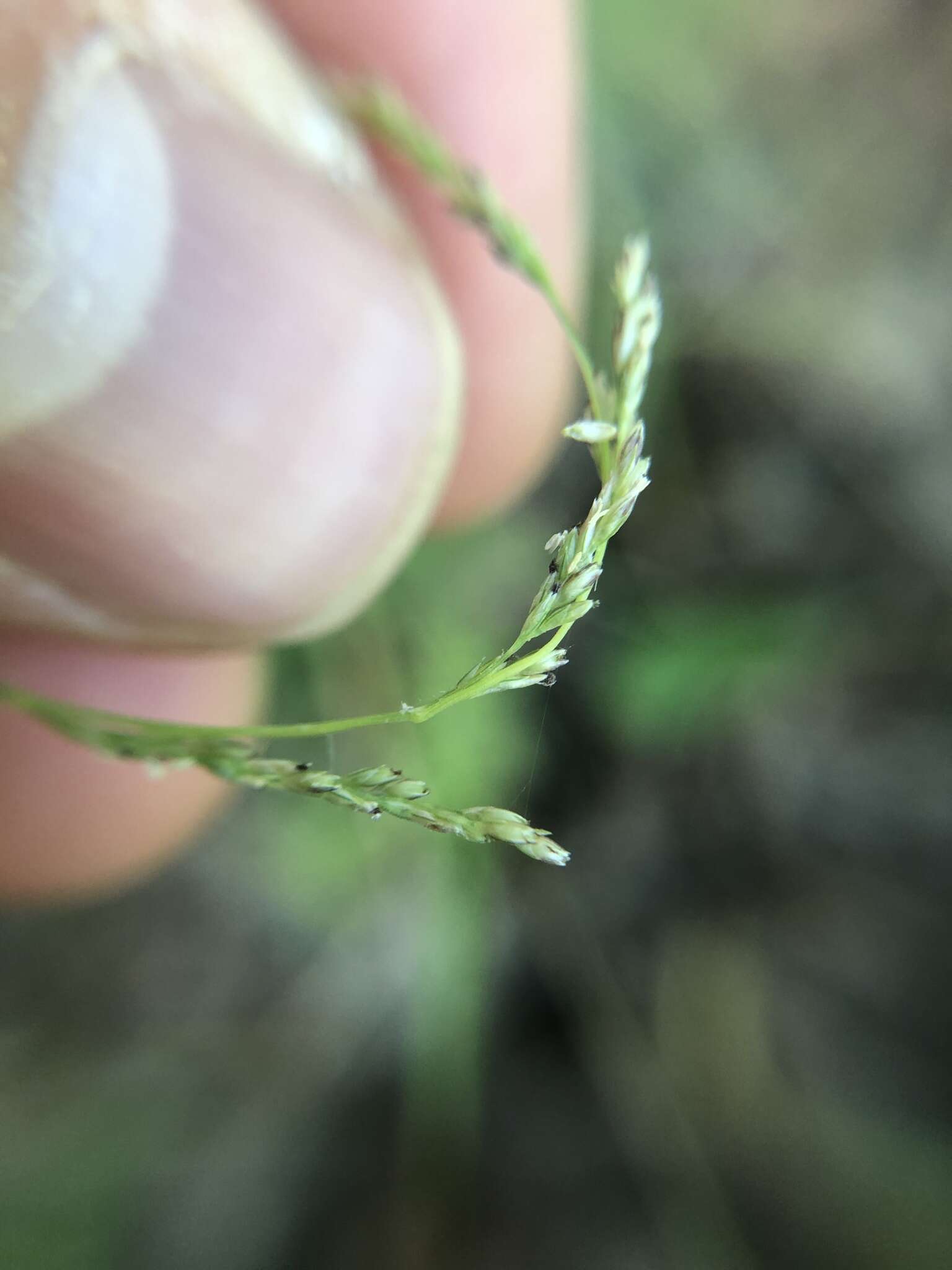 Imagem de Muhlenbergia sobolifera (Muhl. ex Willd.) Trin.