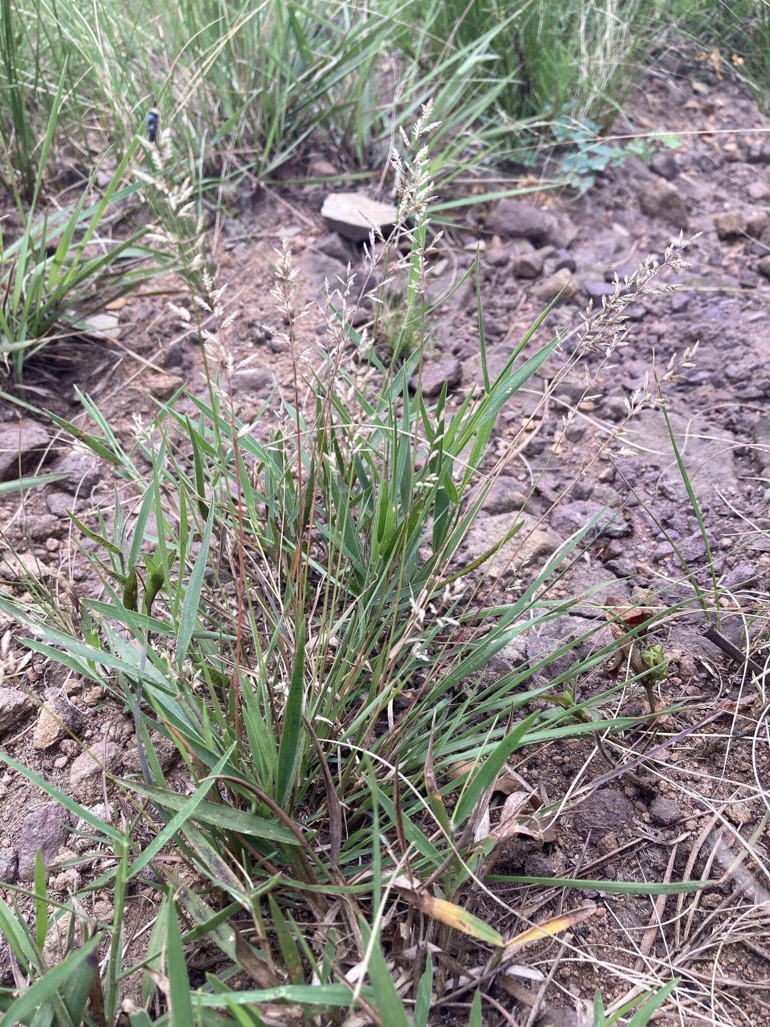 Image of Narrow heart love grass