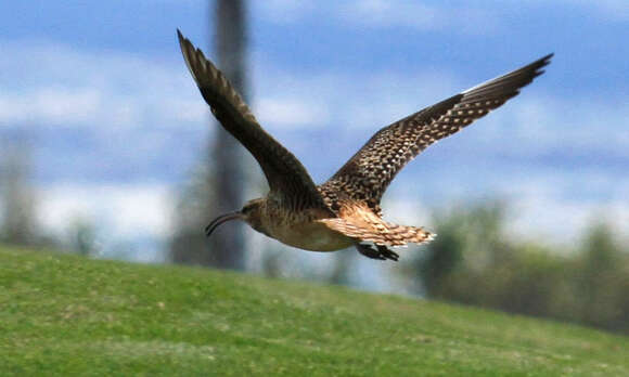 Image of Bristle-thighed Curlew