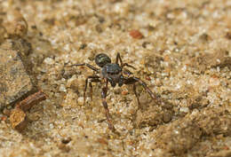 Image of Adoxotoma nitida Gardzińska & Zabka 2010