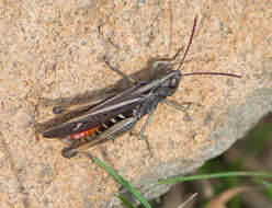 Image of woodland grasshopper