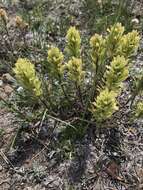 Image of stiff yellow Indian paintbrush