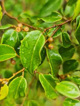 Image of Leptolaena cuspidata Baker