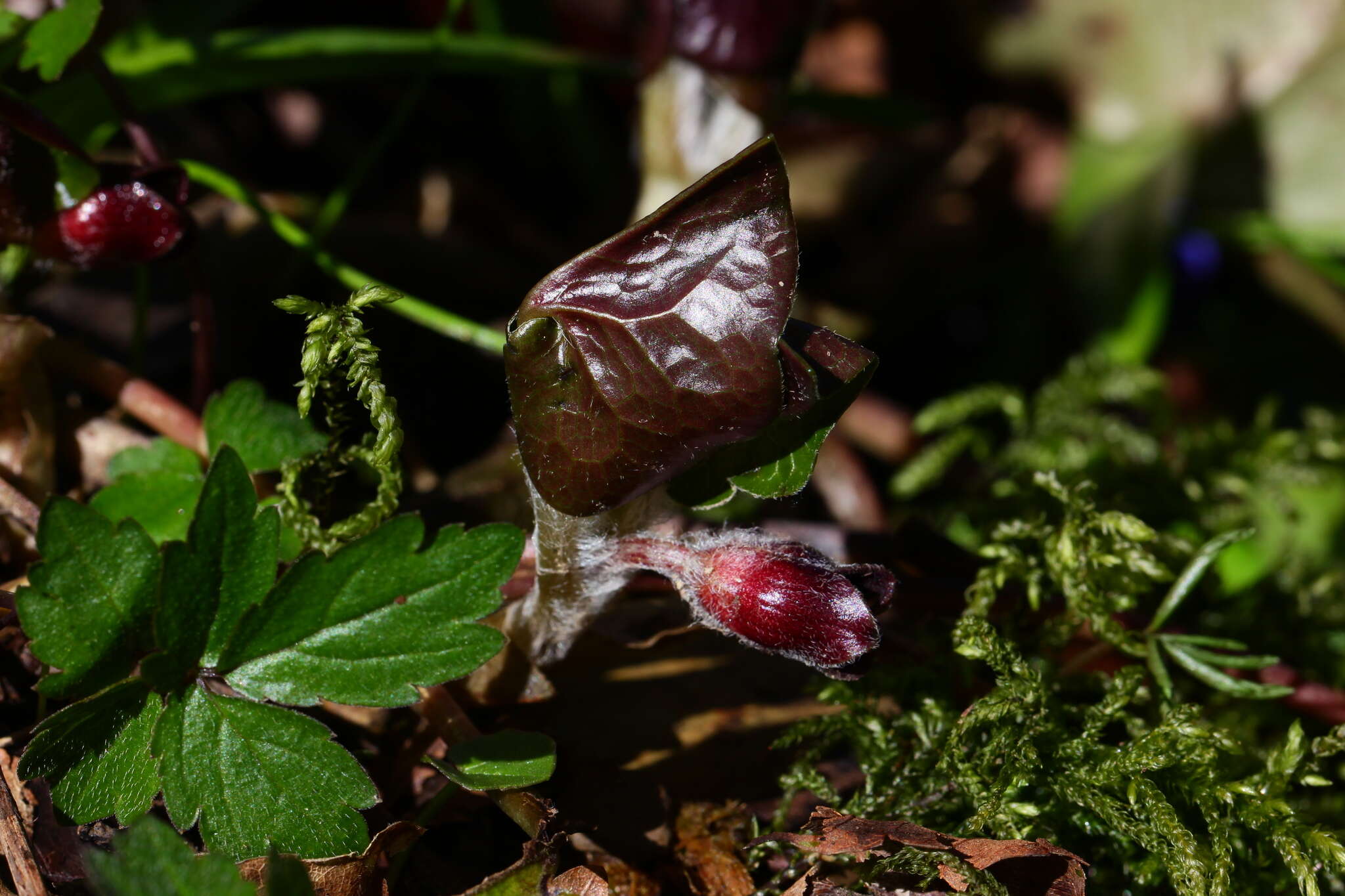 Image of Asarum europaeum subsp. caucasicum (Duchartre) Soo