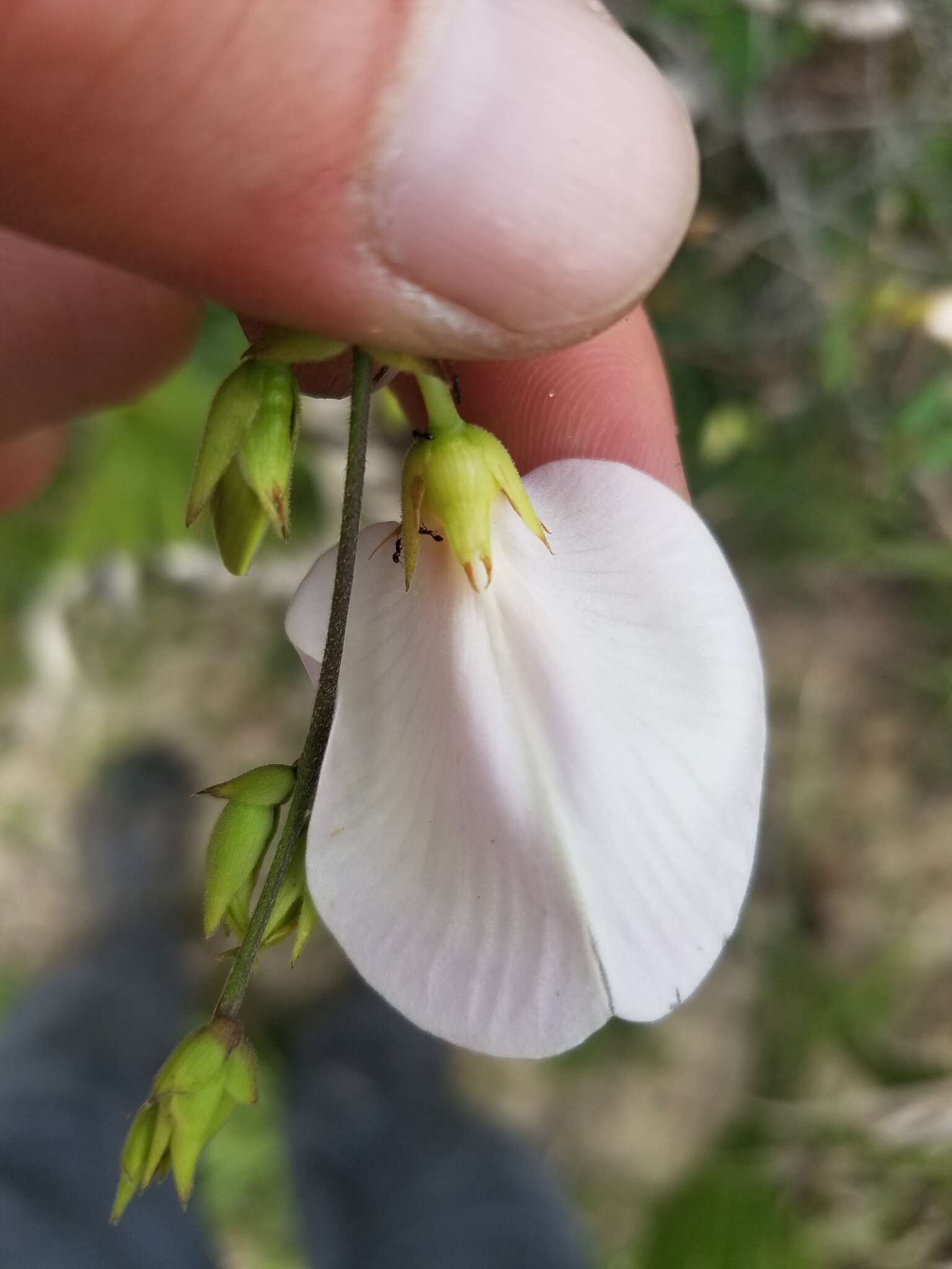 Image of pineland butterfly pea