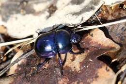 Image of Trypocopris vernalis (Linnaeus 1758)