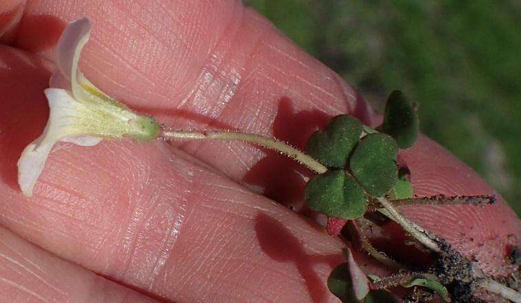 Imagem de Oxalis punctata L. fil.