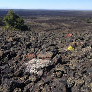 Image of Craters of the Moon cushion buckwheat