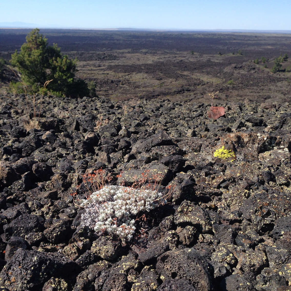 Image of Craters of the Moon cushion buckwheat